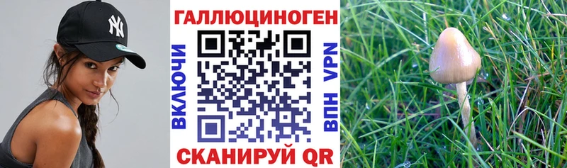 Псилоцибиновые грибы GOLDEN TEACHER  где купить   OMG tor  Вяземский 